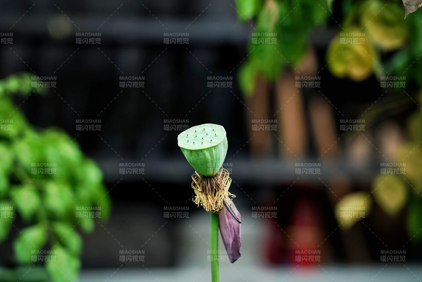 蓮蓬靜立綠意中