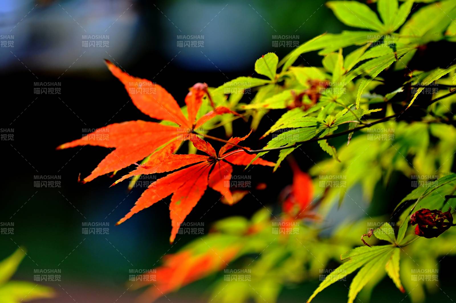 秋葉紅綠相映