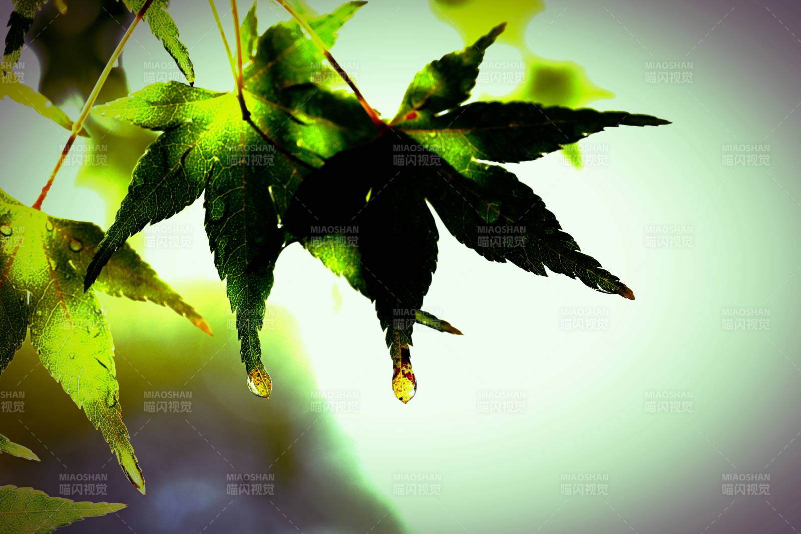 綠葉滴露 生機盎然