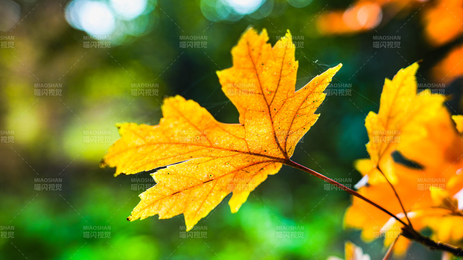 秋葉金黃 光影斑駁