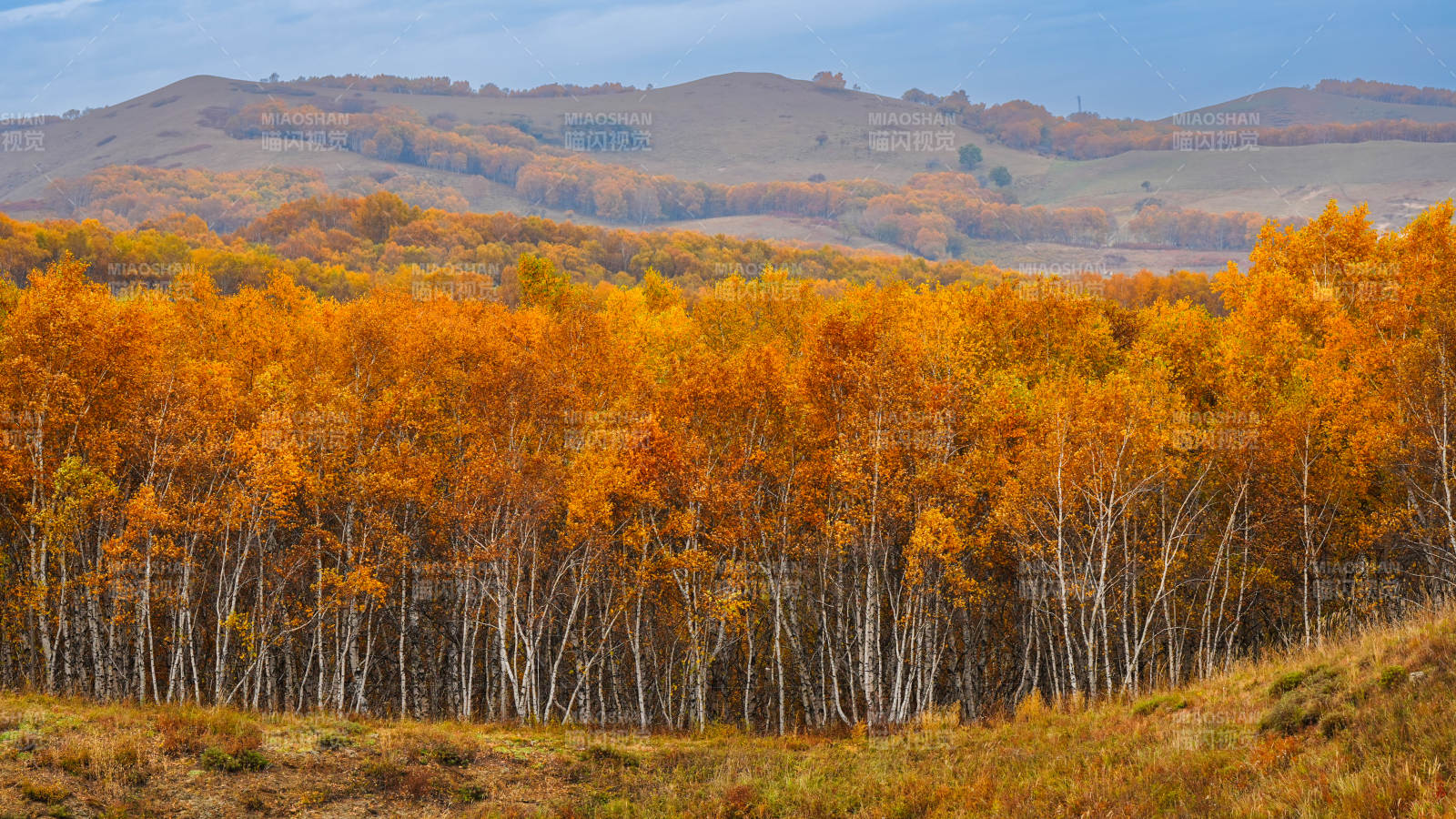 乌兰布统秋林金黄山景