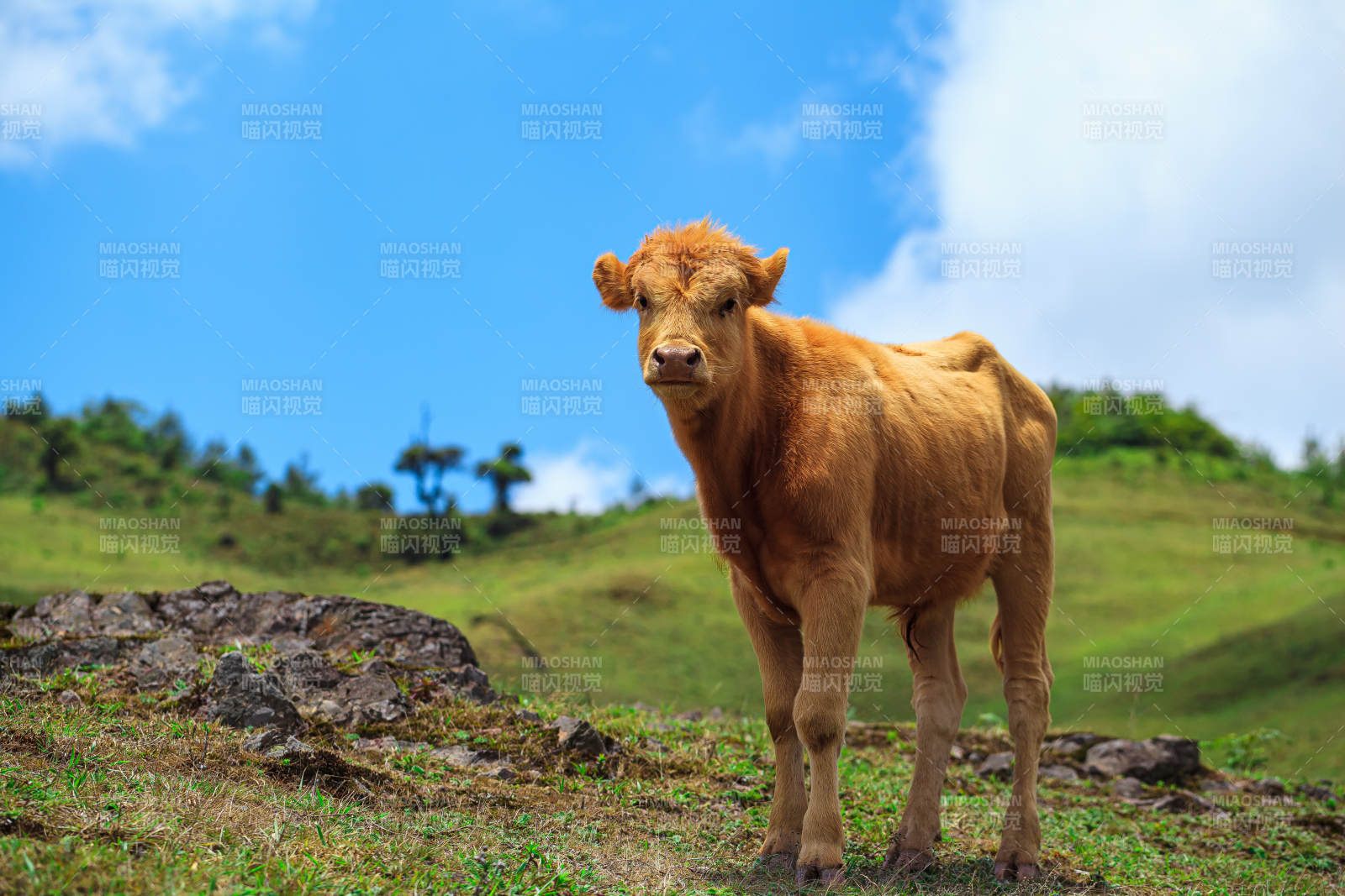 草原上的棕色牛犢