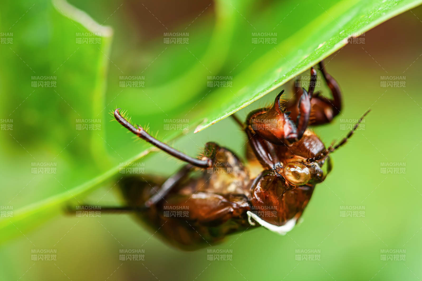 甲蟲蟬蛻倒掛葉下