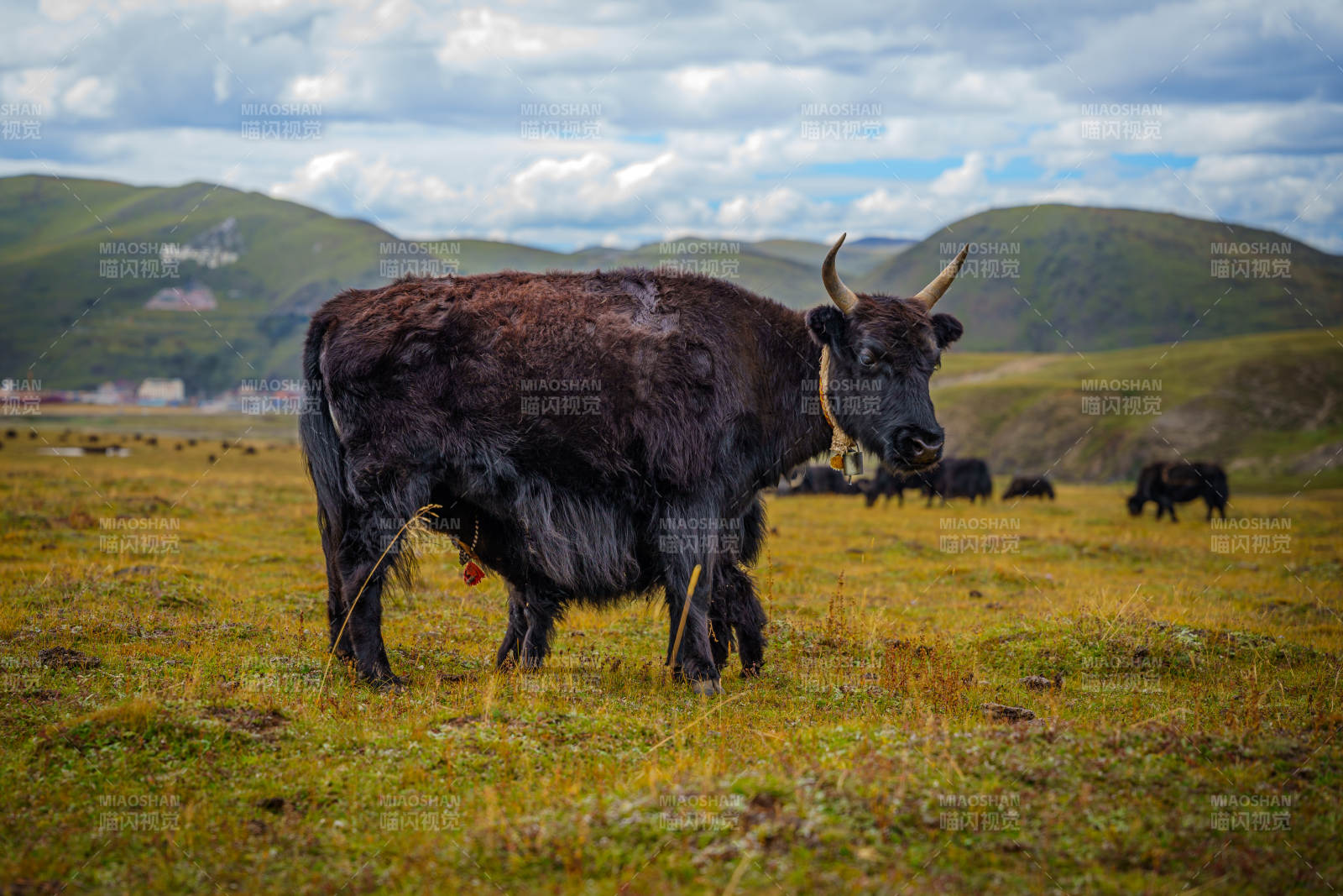 高原牦牛悠然覓食