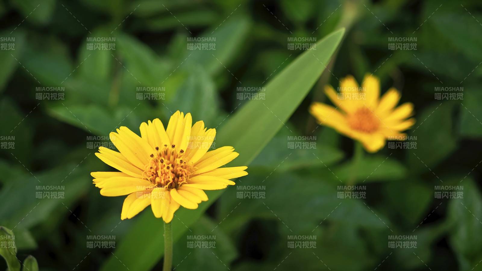 金花绽放绿叶间