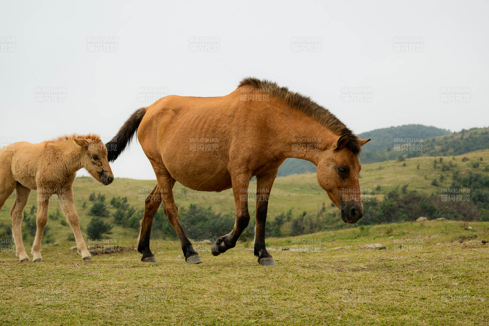 母馬與小馬在草原