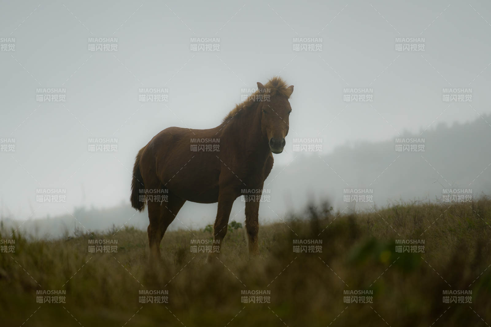 迷雾中孤独的马