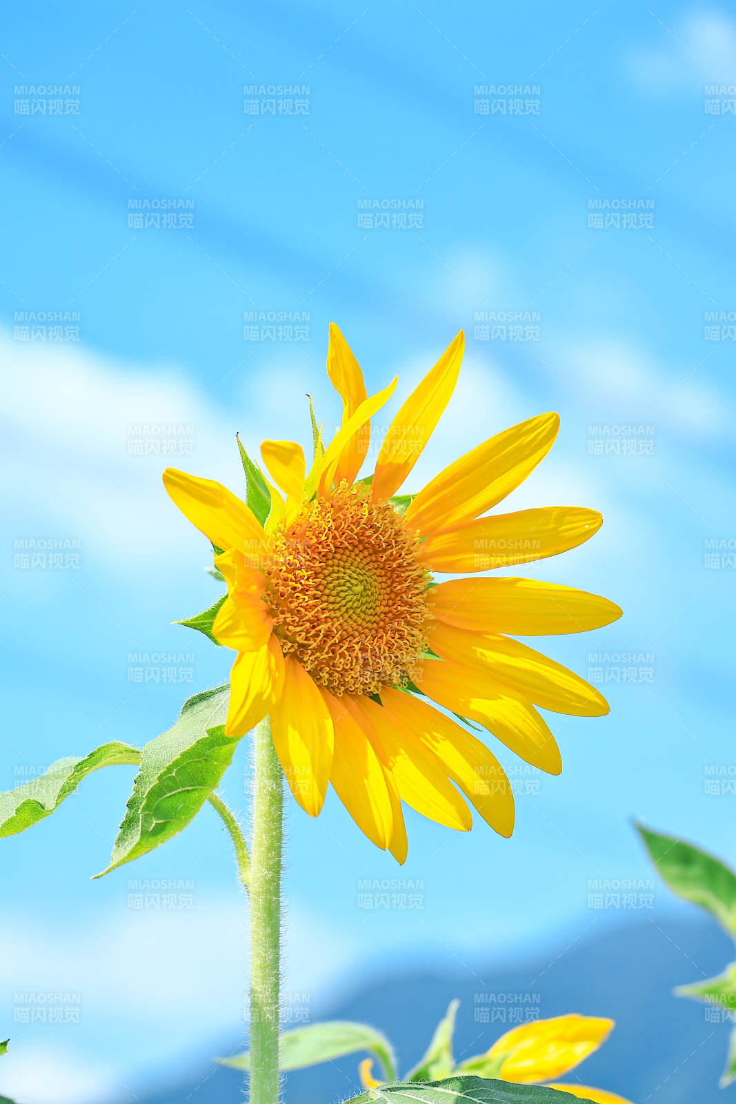 向日葵迎風綻放