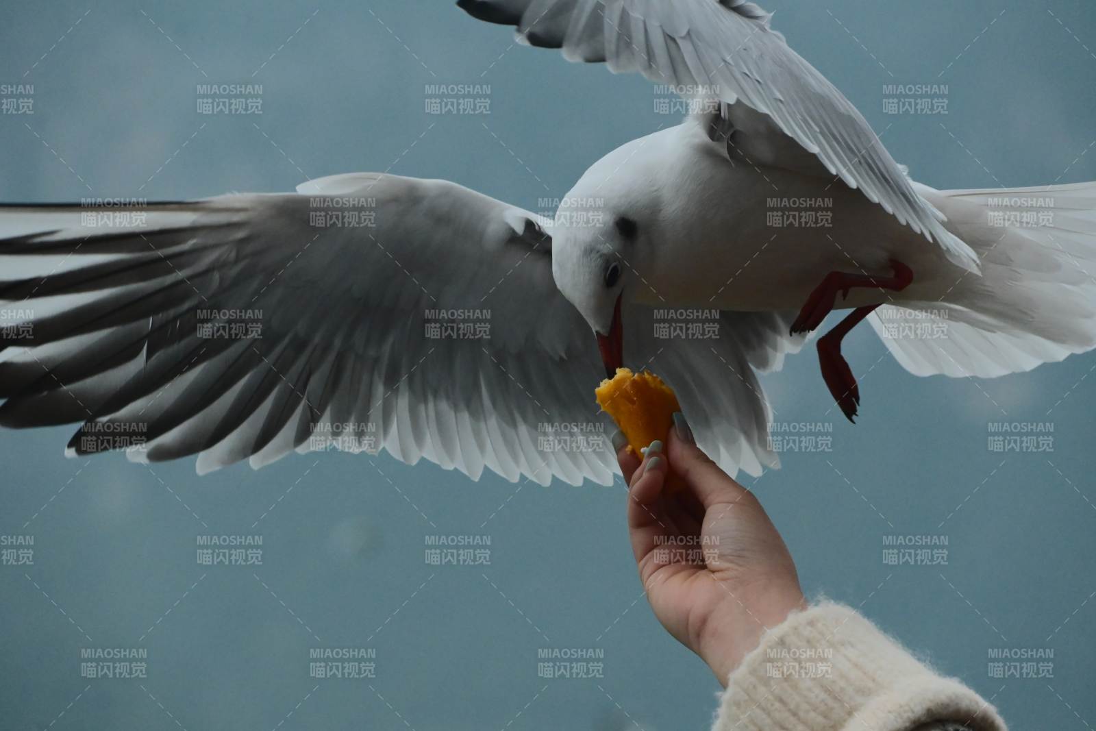 喂海鸥的瞬间
