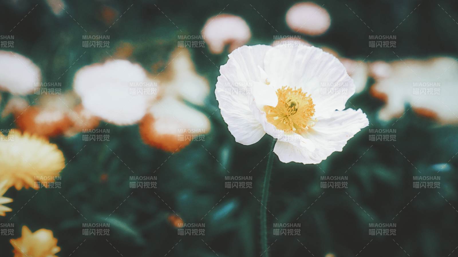 白色虞美人绽放