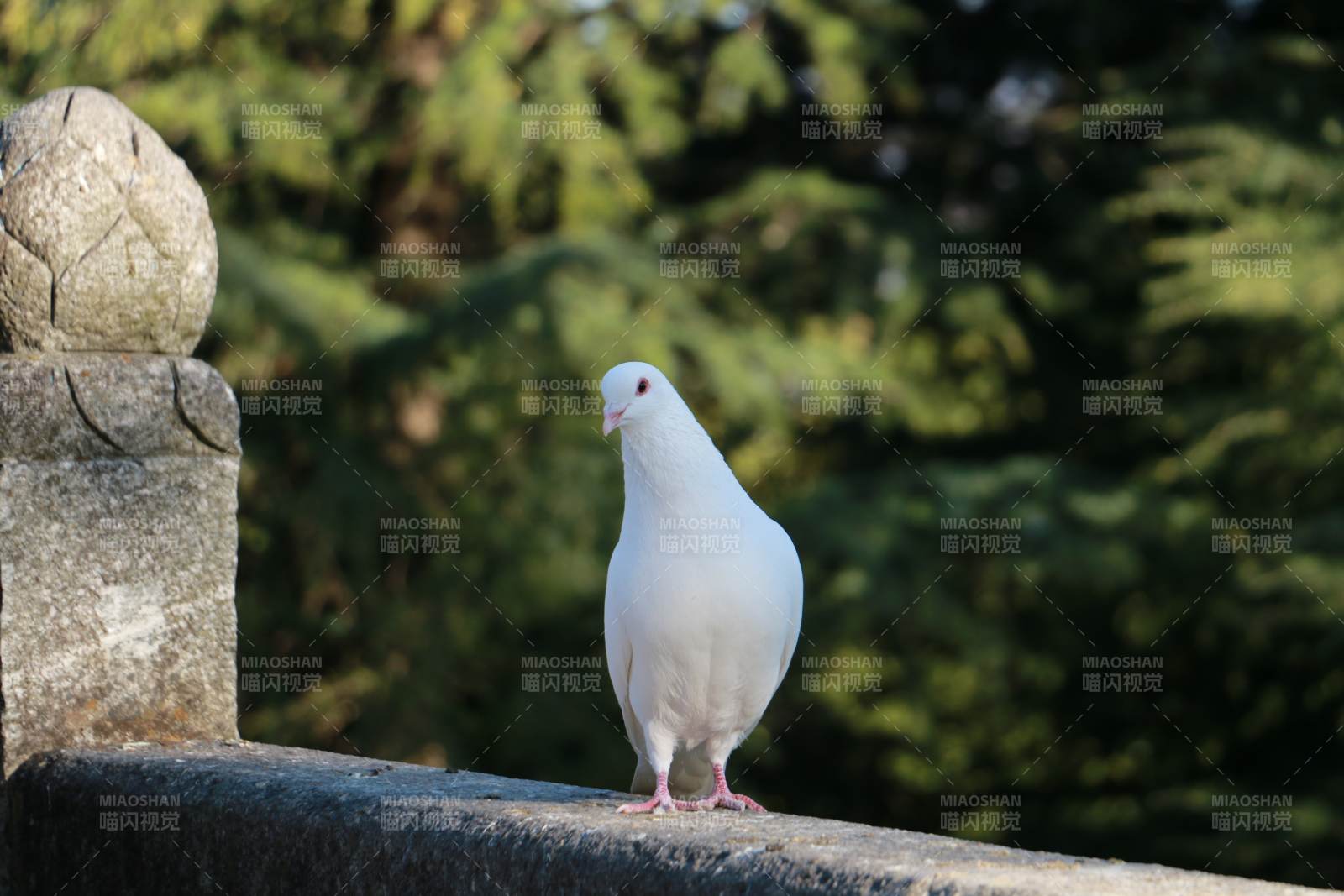 白鴿靜立石欄上