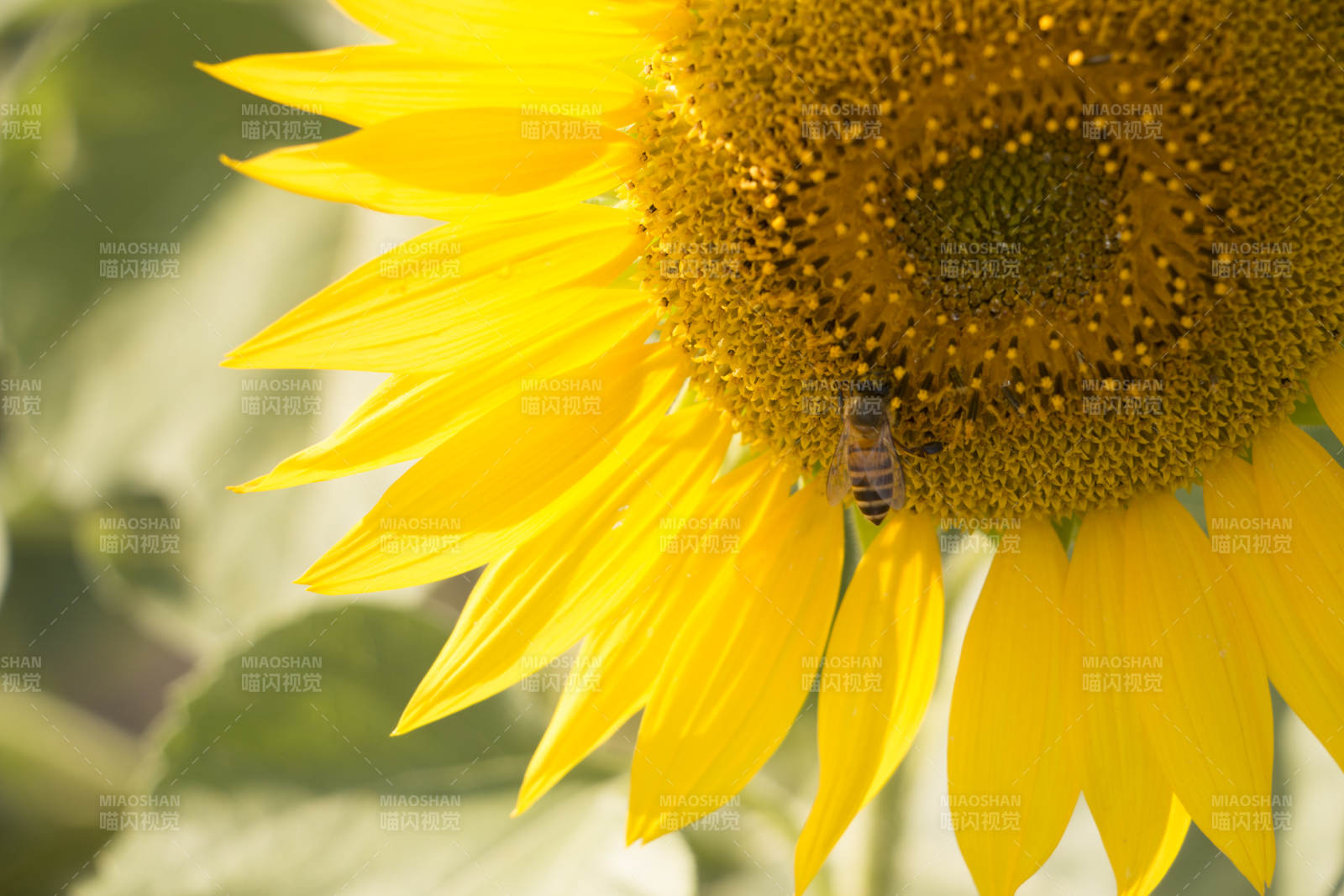 蜜蜂采蜜向日葵