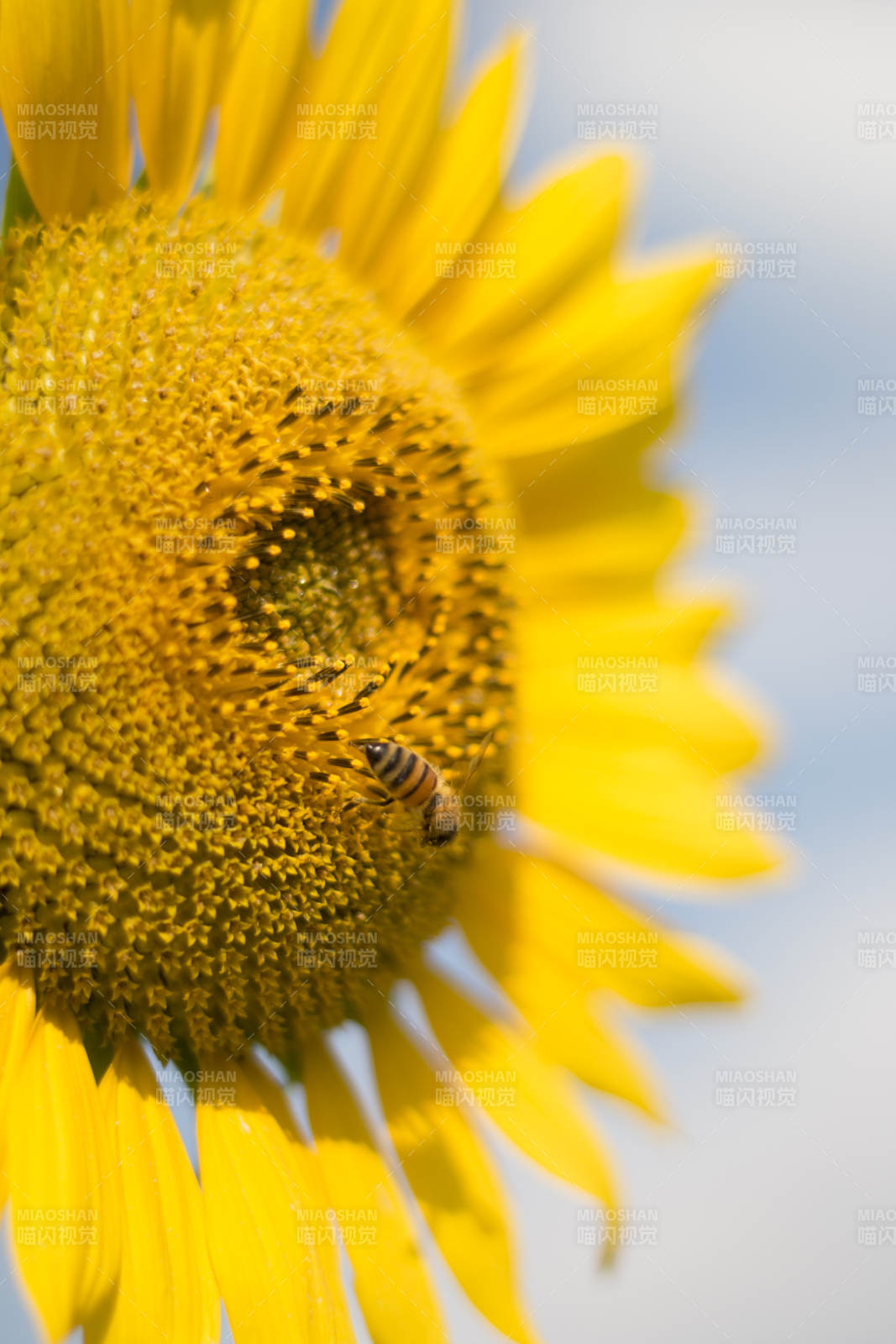 蜜蜂采蜜向日葵