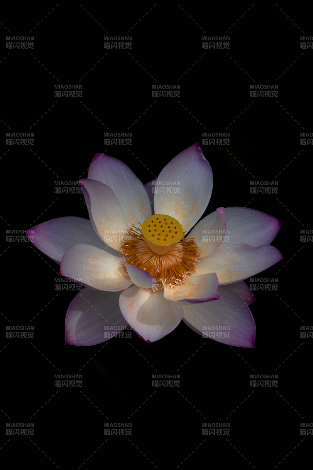 莲花绽放于暗夜