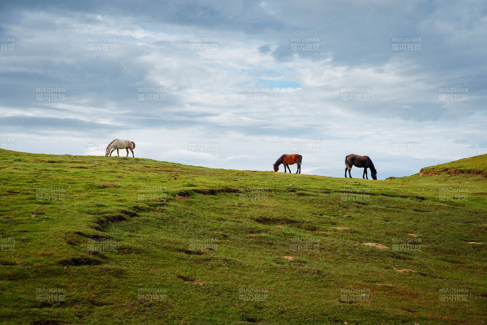 草原上的三匹馬