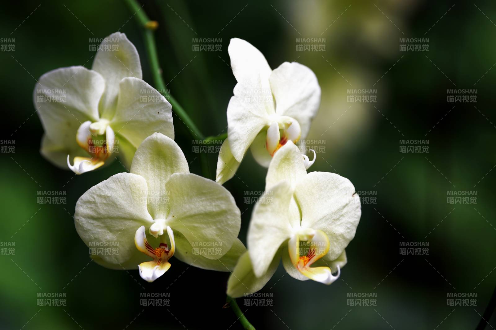 淡雅白兰花绽放