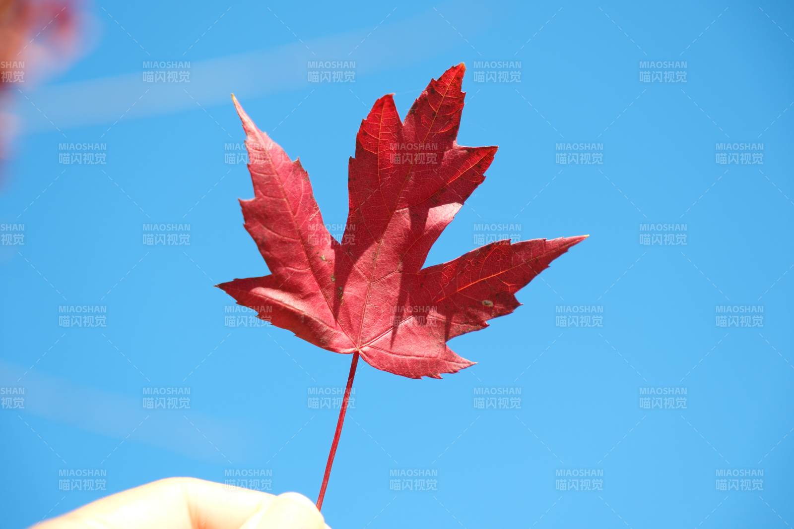 红叶映蓝天