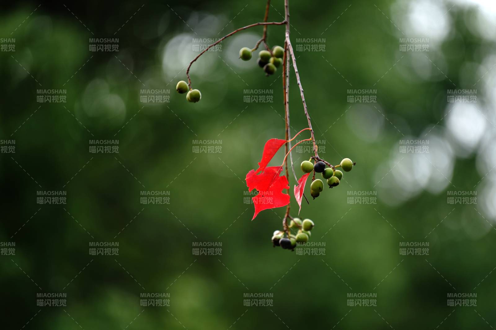 红叶绿果枝头挂