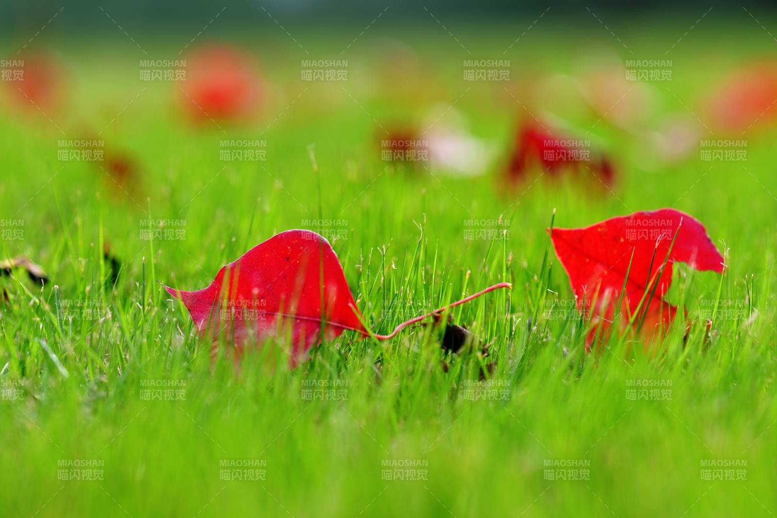 红叶绿草相映成趣