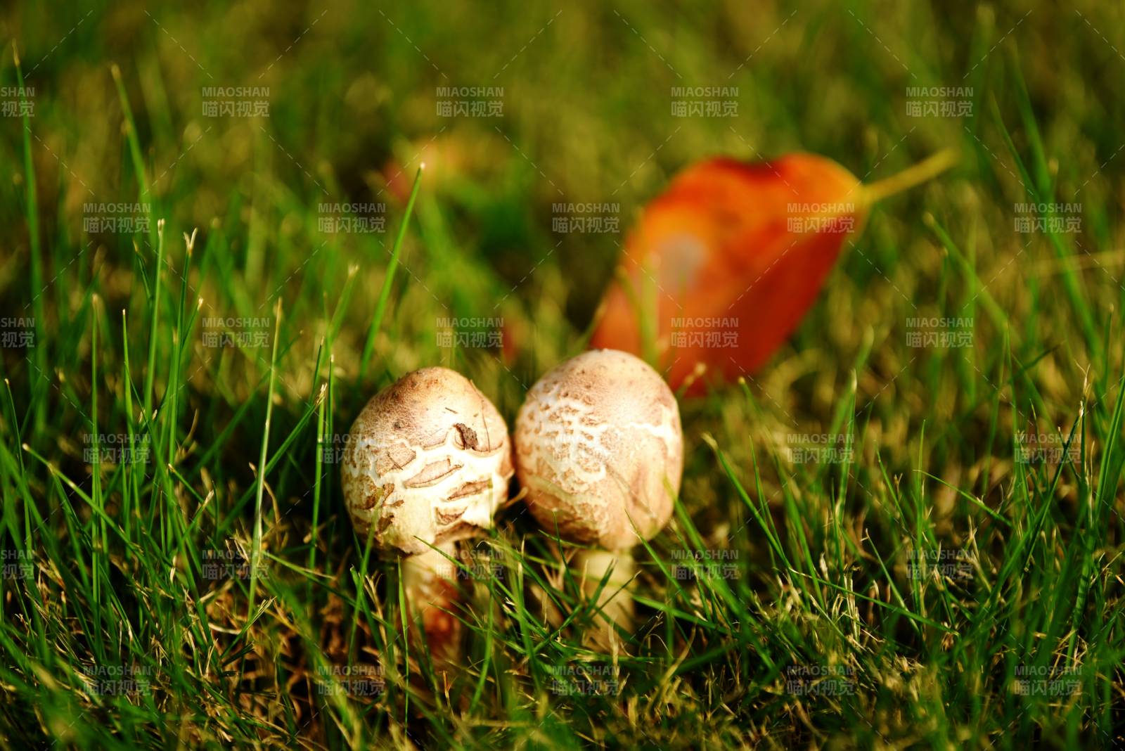 草间双菇伴落叶