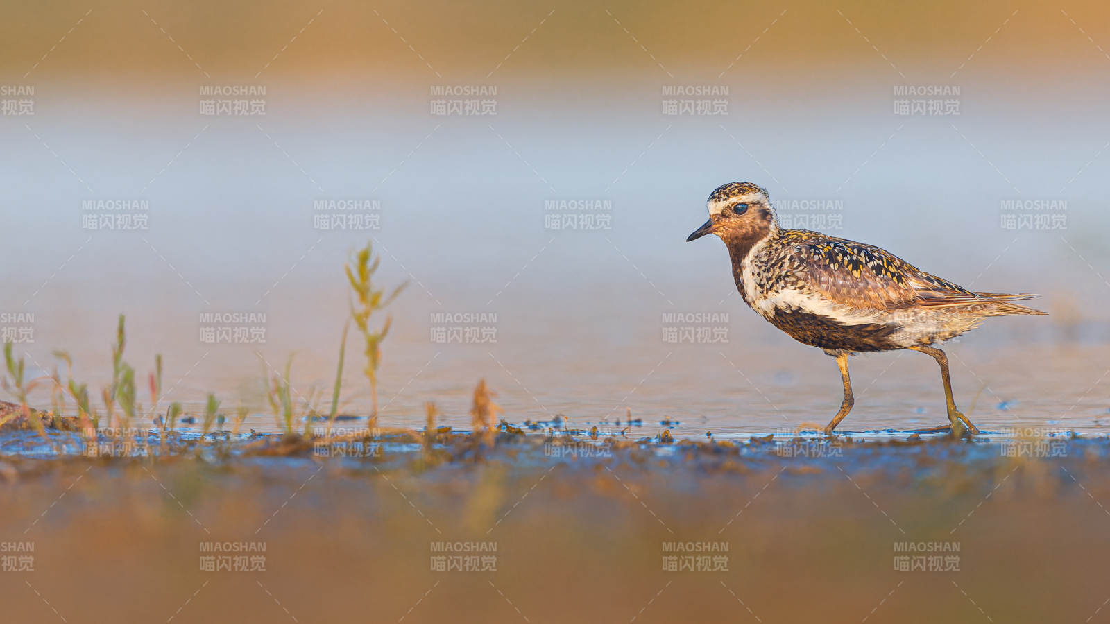 金鸻濕地覓食 歐金鸻，遼寧遼中