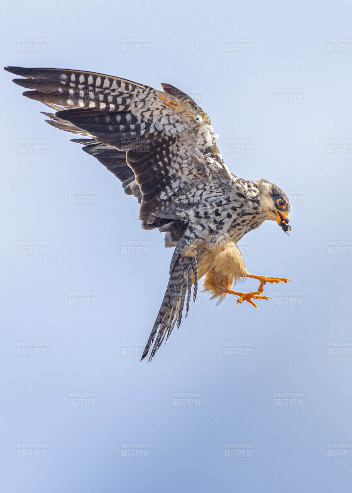 猎鹰翱翔天际