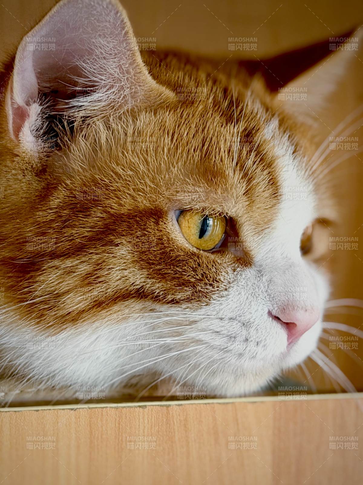 橙白猫凝视远方