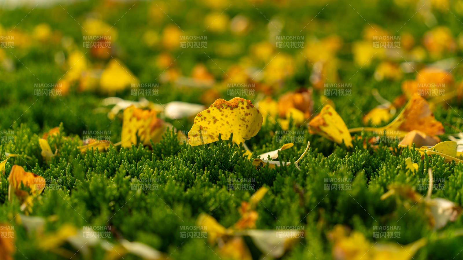 秋叶铺满绿草地