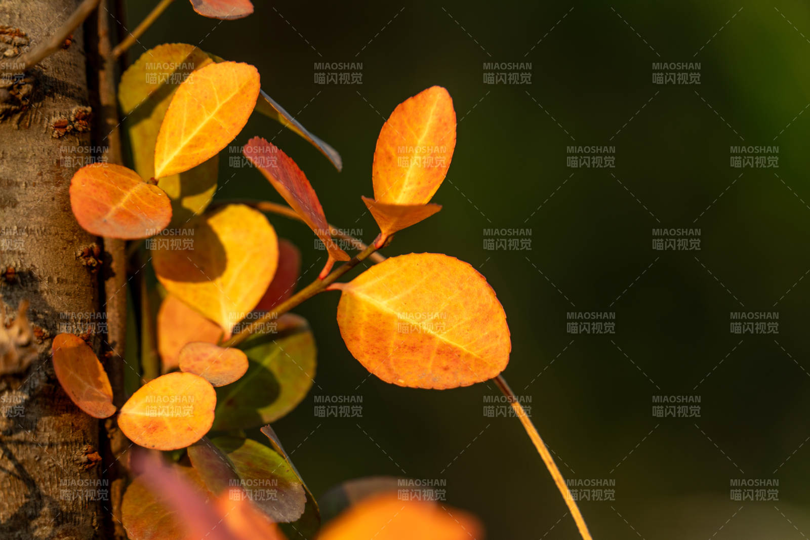 秋葉映樹 光影斑駁