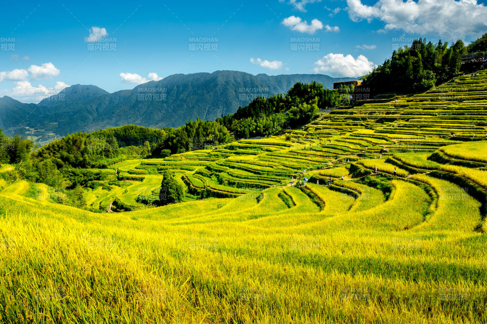 金秋云和梯田风光