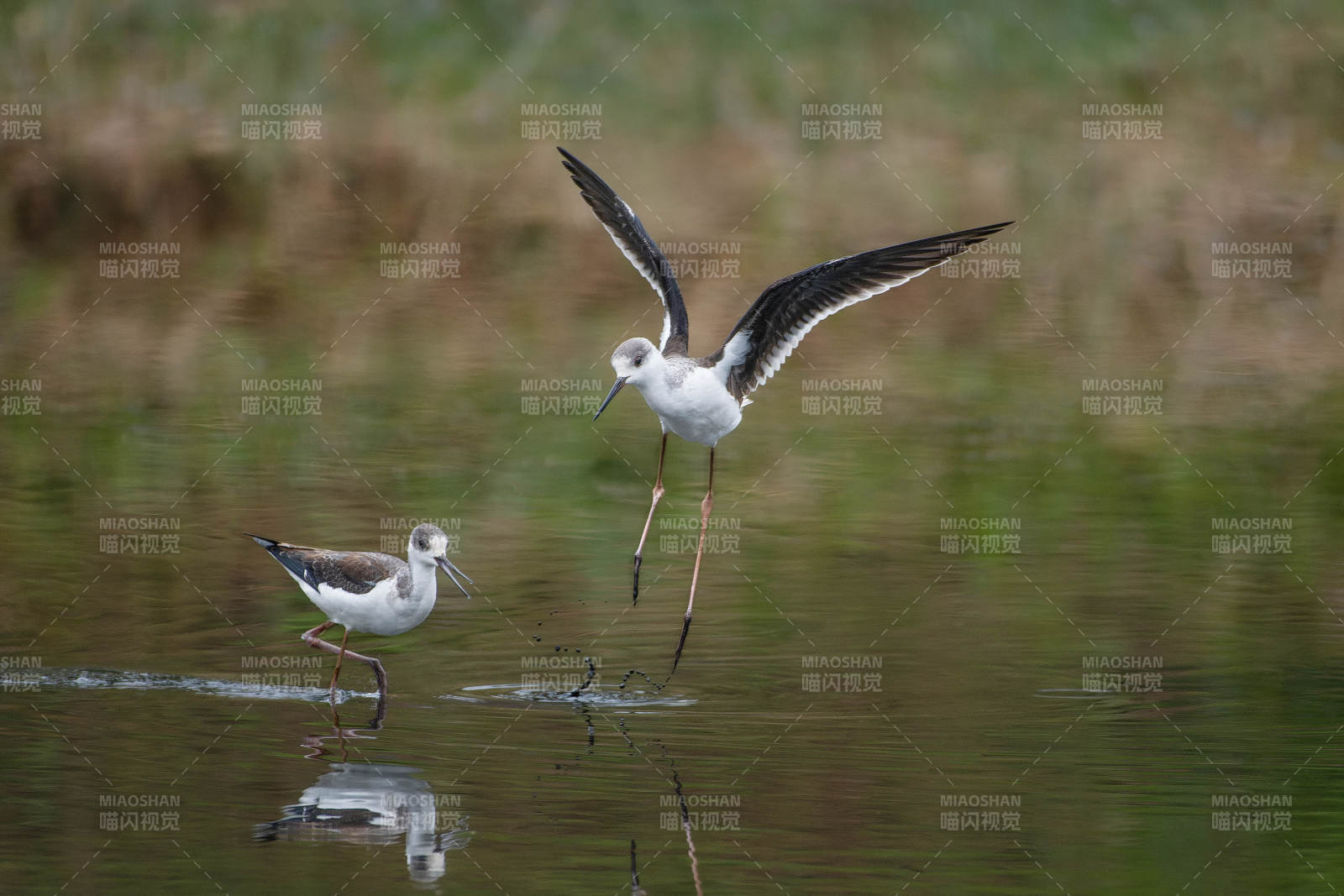 黑翅长脚鹬栖息水边