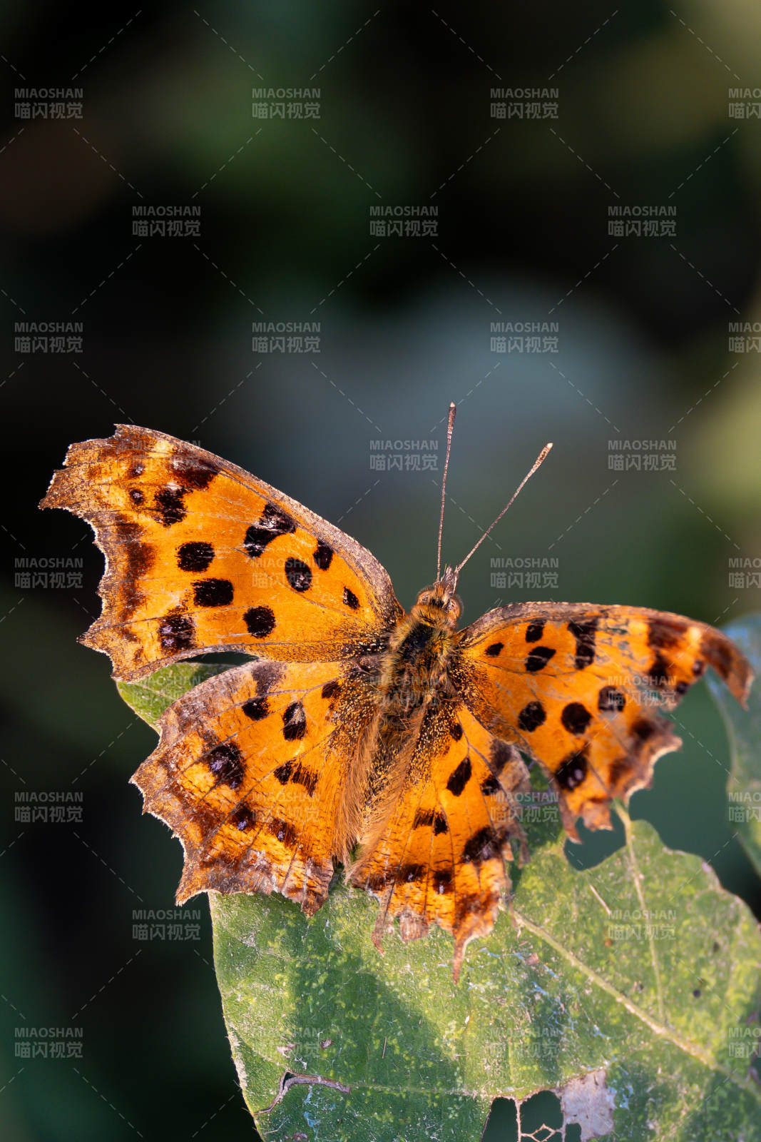 橙斑蝶栖叶
