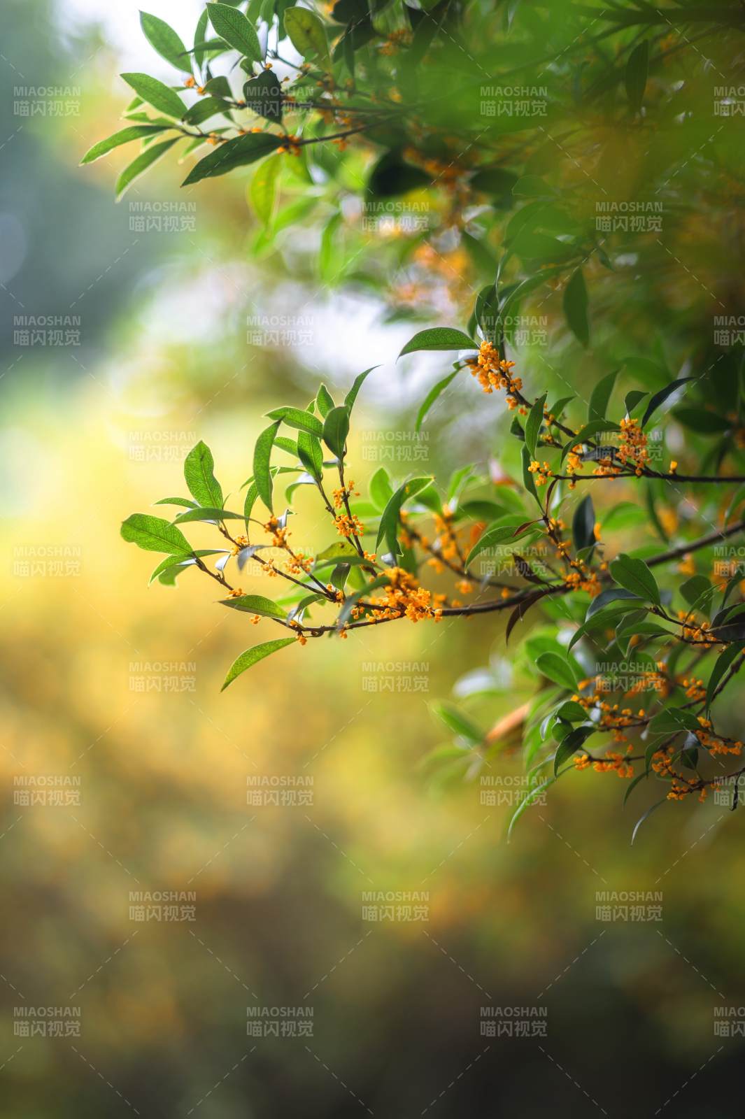 金秋桂香满枝头