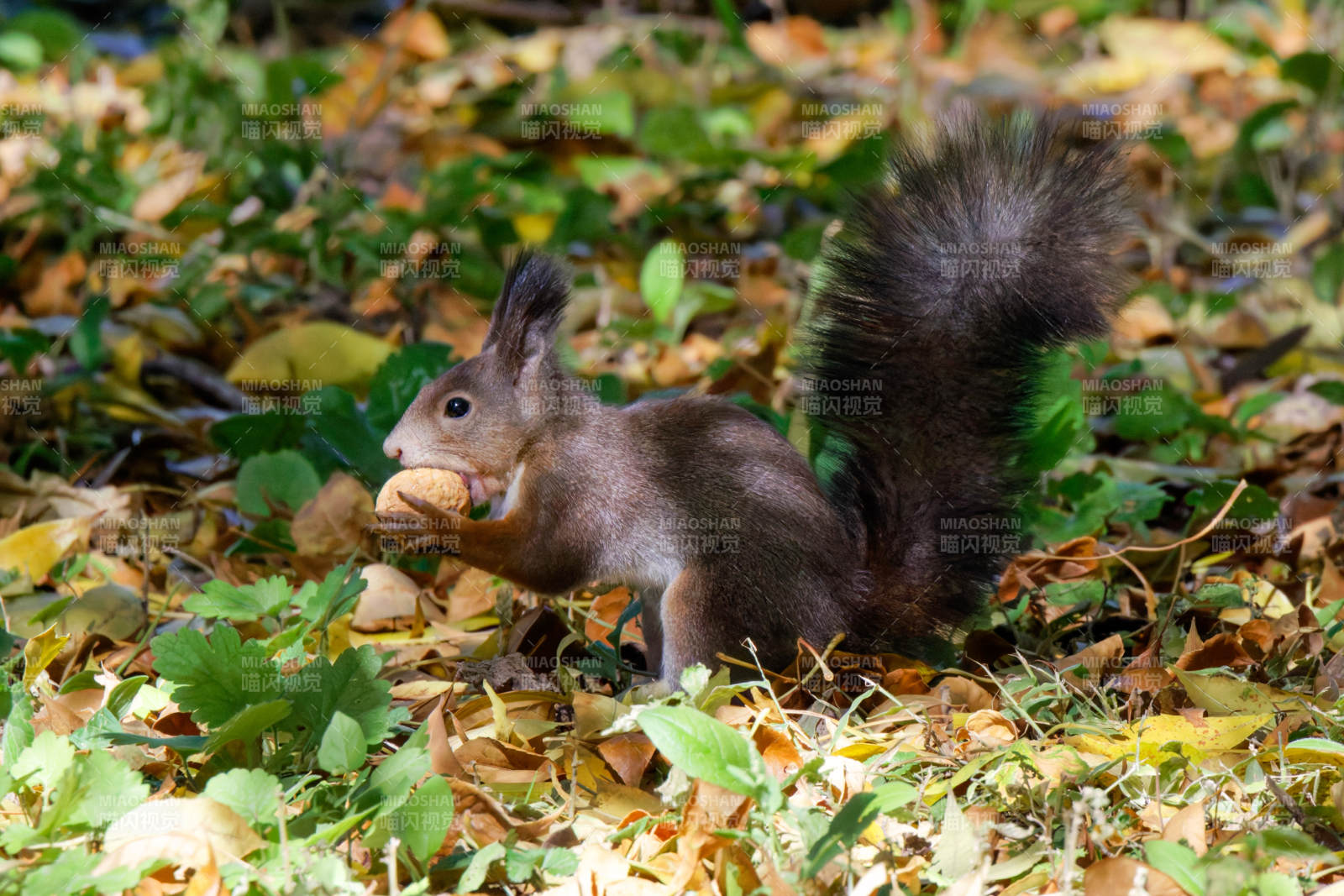 松鼠衔坚果
