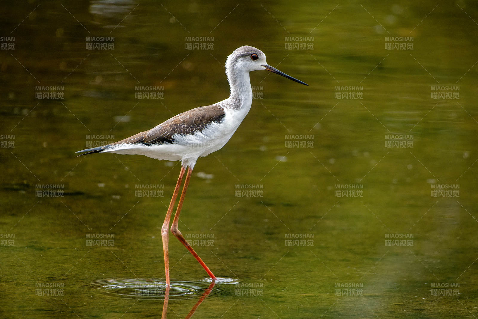 黑翅长脚鹬涉水