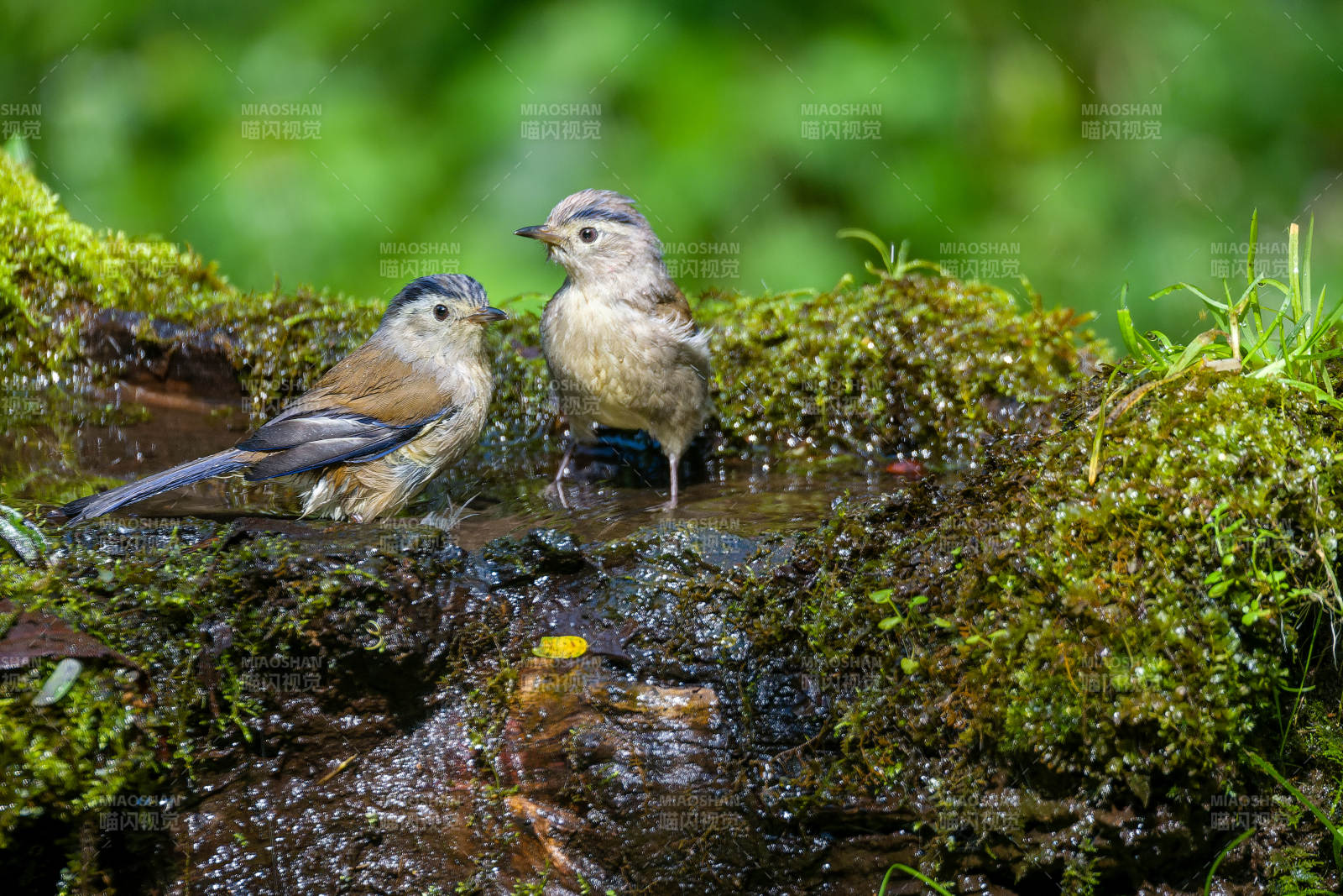 蓝翅希鹛溪边饮水
