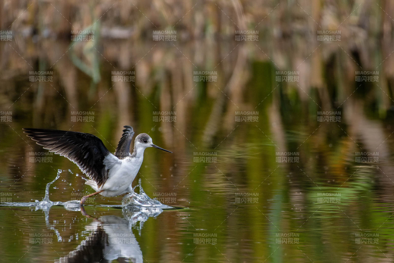 黑翅长脚鹬涉水