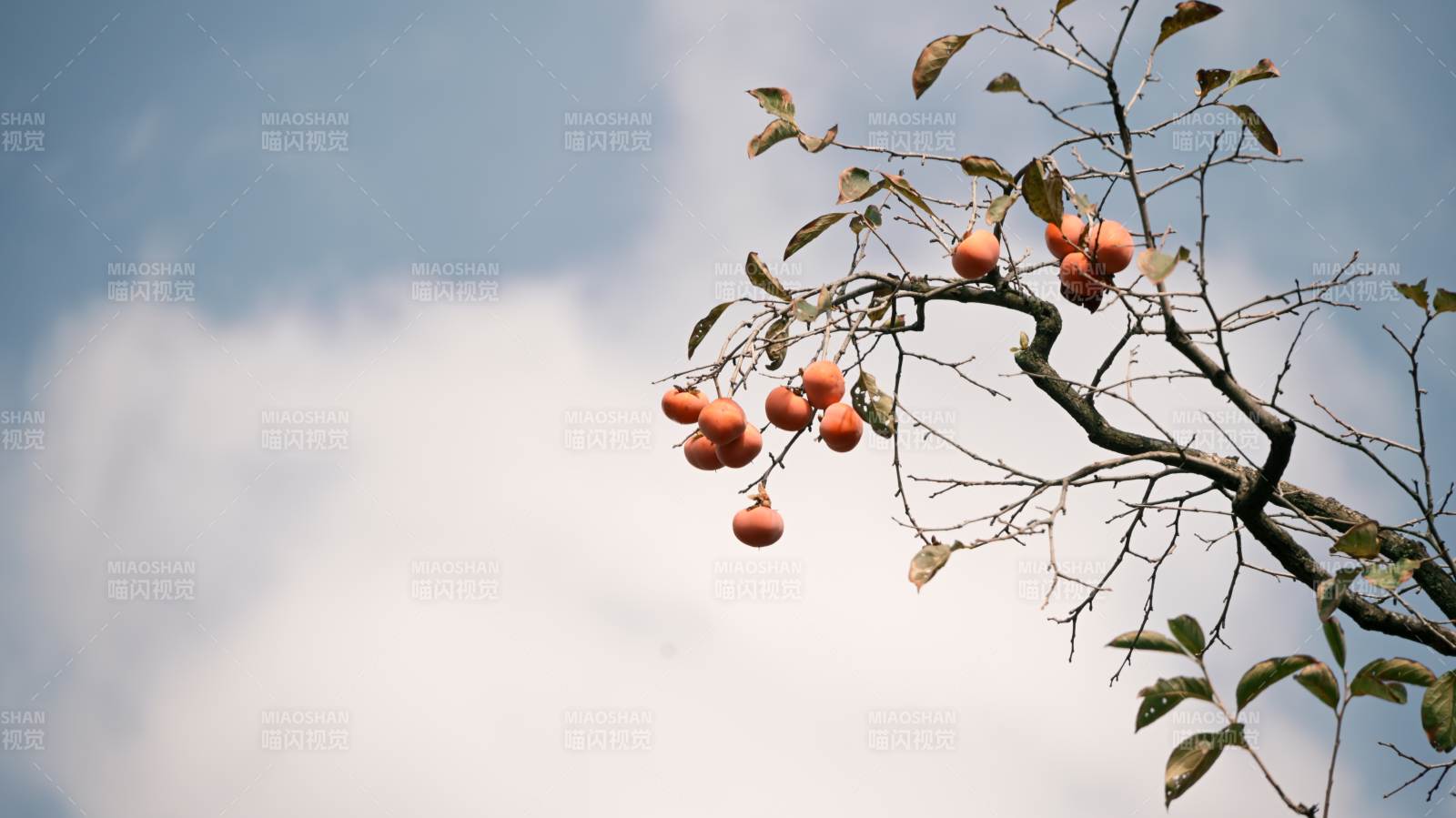 枝頭橙果映藍(lán)天