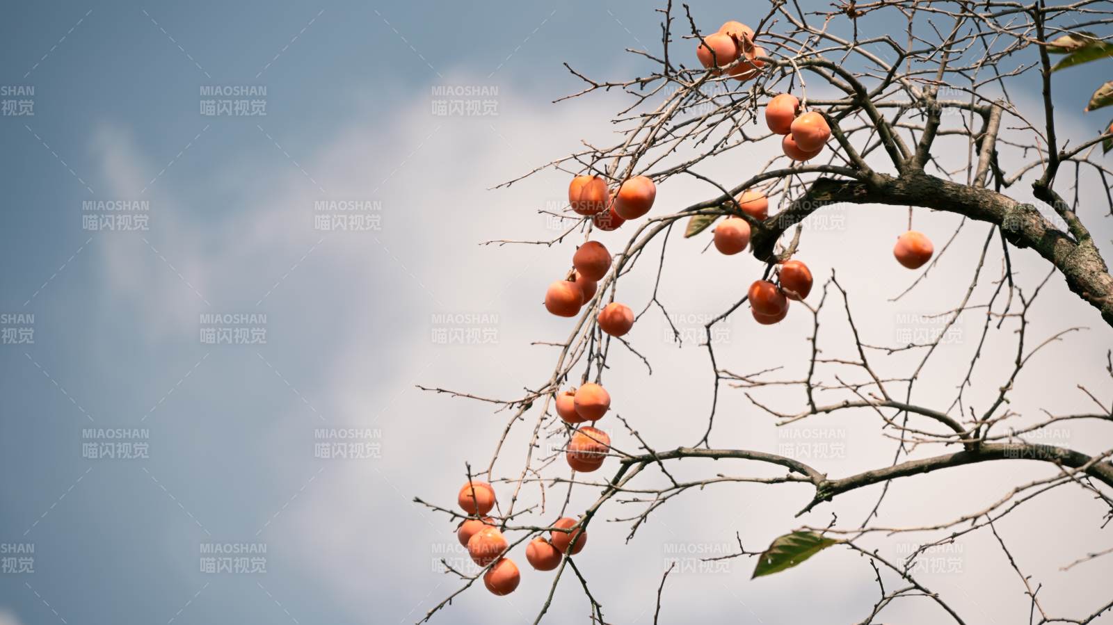 秋日柿子挂枝头
