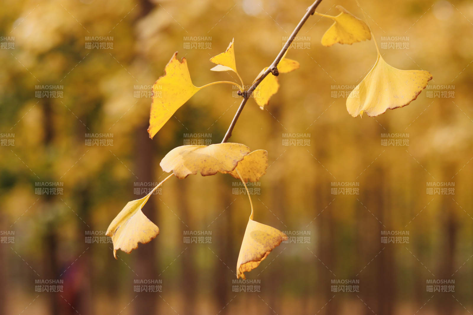 秋葉金黃 靜謐之美