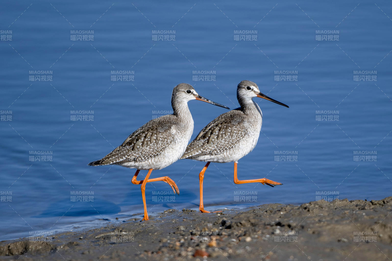 红脚鹬海边漫步