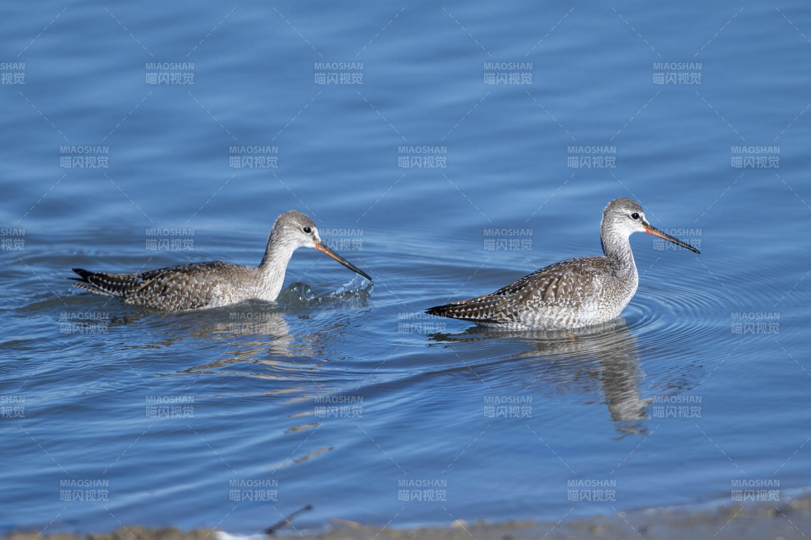 两只鹤鹬在水中捕食