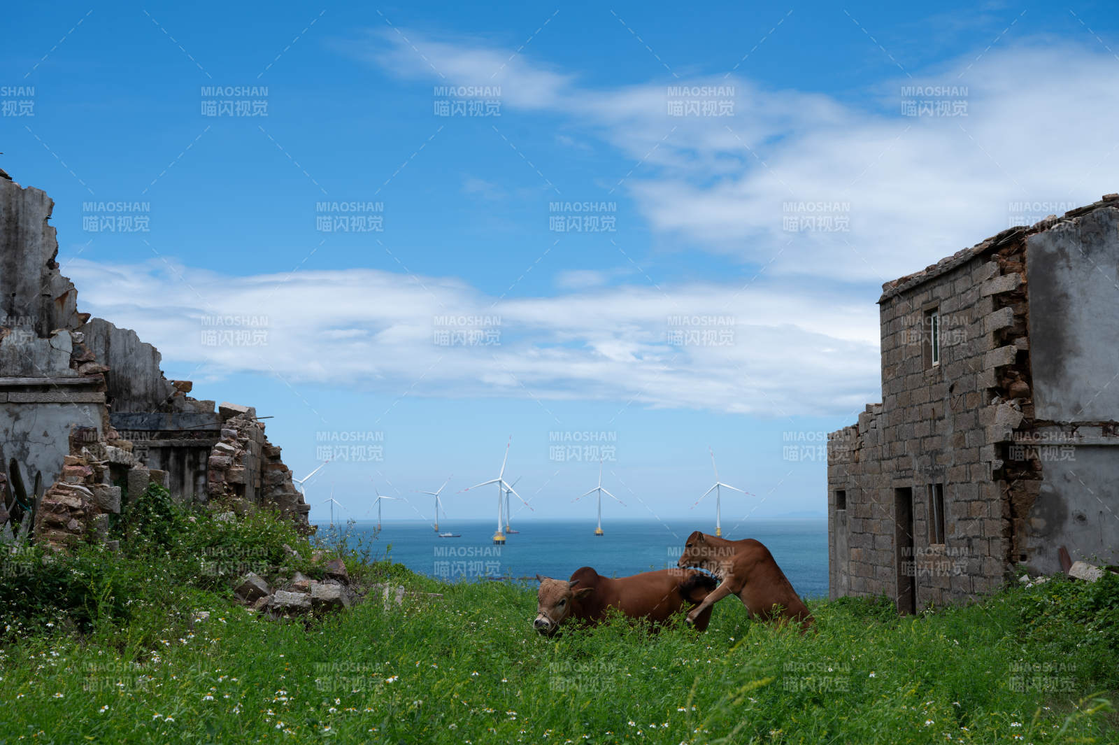 荒廢建筑間的牛群