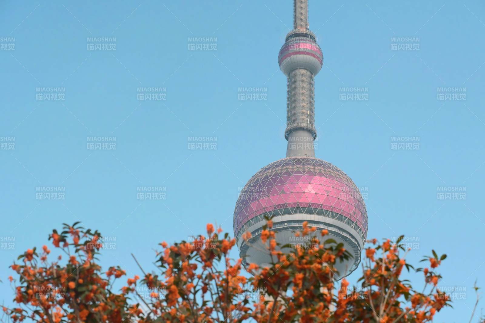 秋日金桂掩映下的东方明珠塔