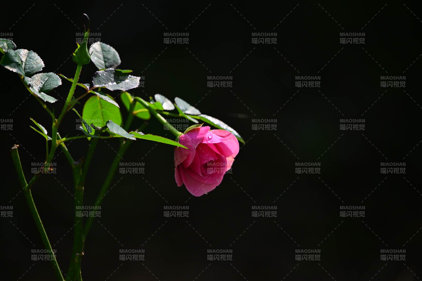 粉玫瑰静谧绽放