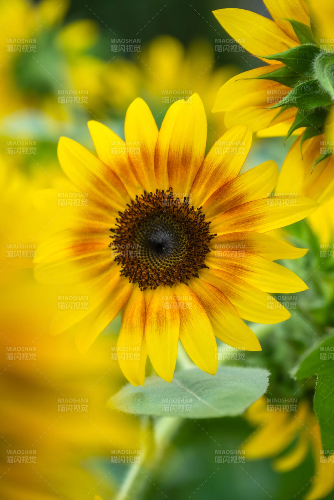 向日葵綻放