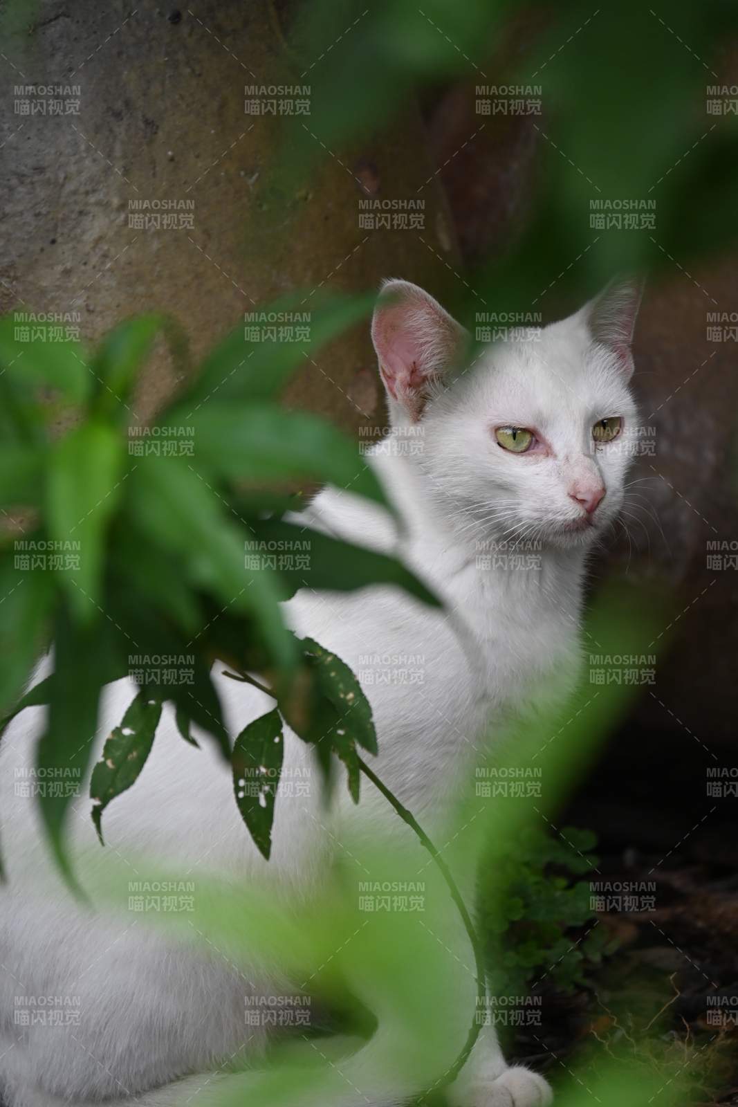 白猫绿叶间