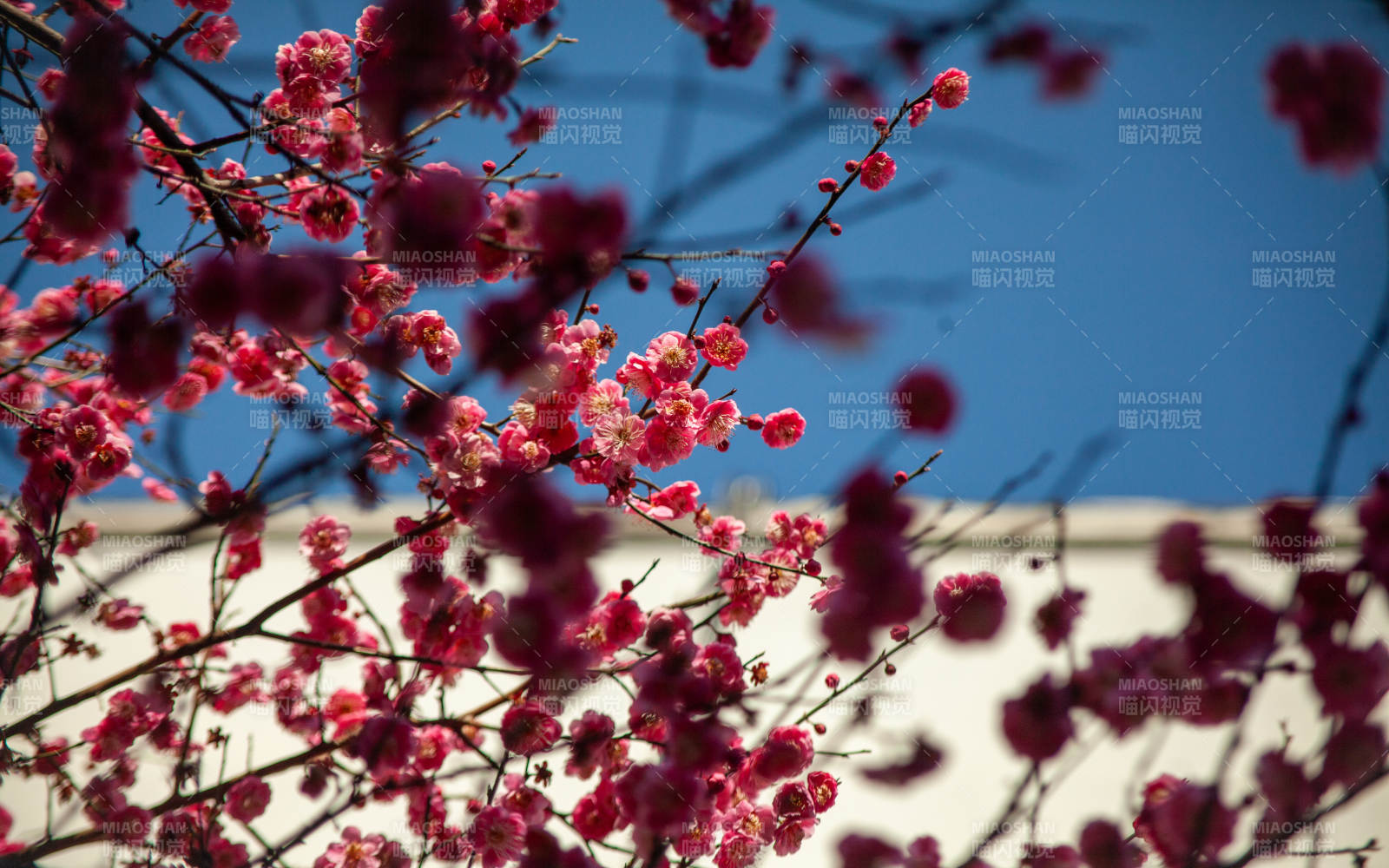 梅花綻放迎春來