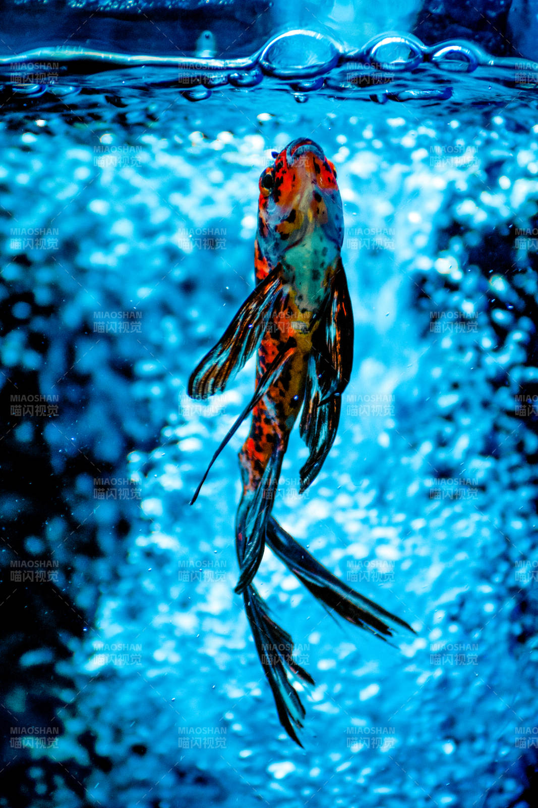 水中跃动的彩鱼