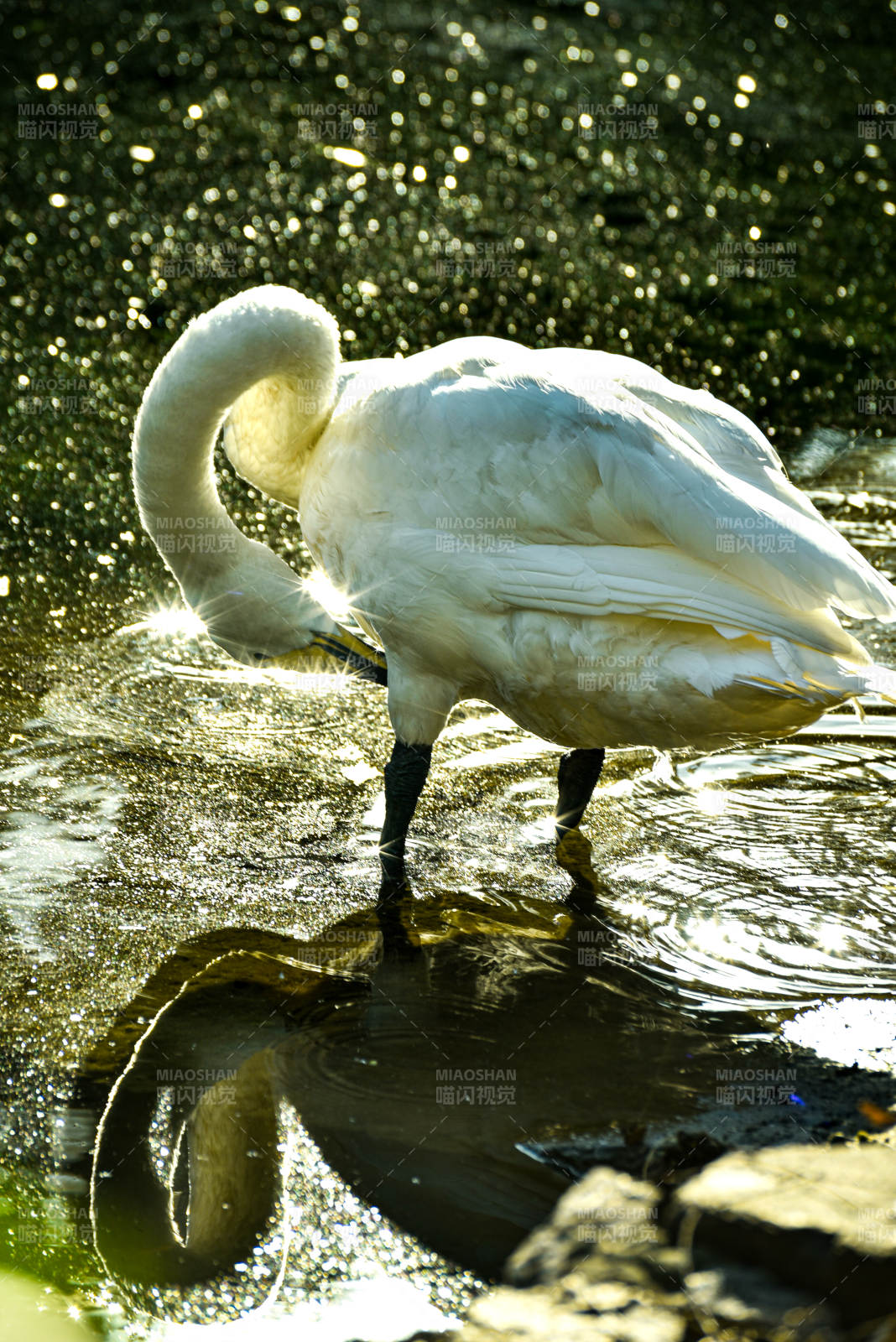 天鵝梳羽水波光
